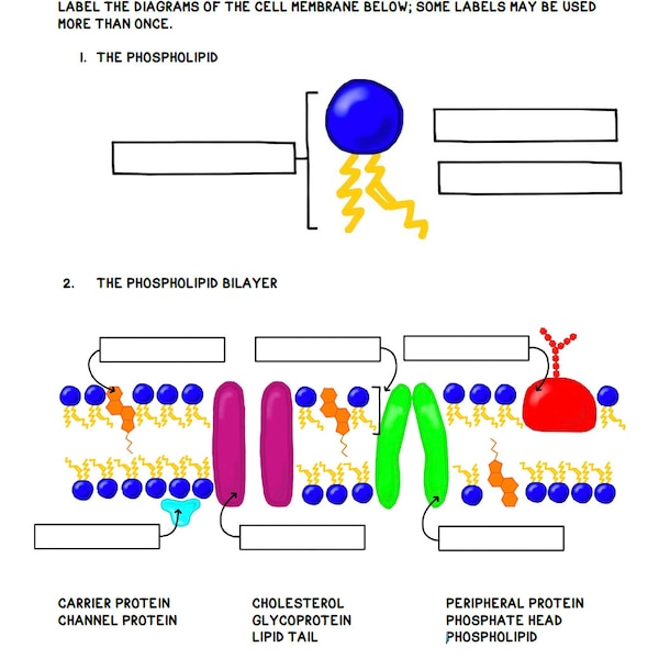 Cell Membrane Guided Notes Printable (13 pages)