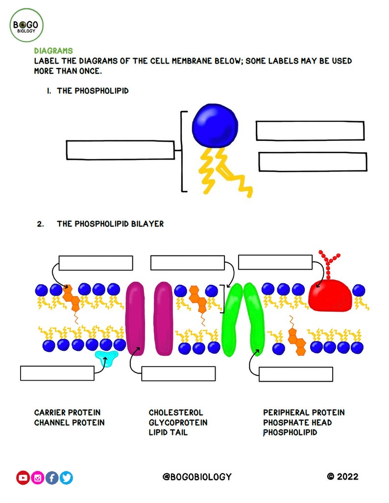 Cell Membrane Guided Notes Printable 13 pages image 1