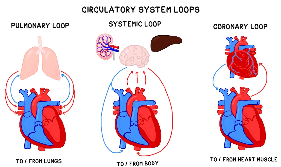 The Heart and Circulatory System: Guided Notes & Study Guide - Etsy