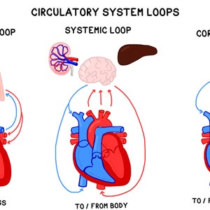 The Heart and Circulatory System: Guided Notes & Study Guide - Etsy