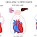 The Heart and Circulatory System: Guided Notes & Study Guide - Etsy