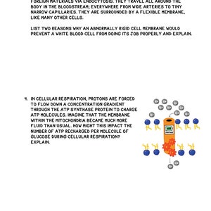 Cell Membrane Guided Notes Printable 13 pages image 4