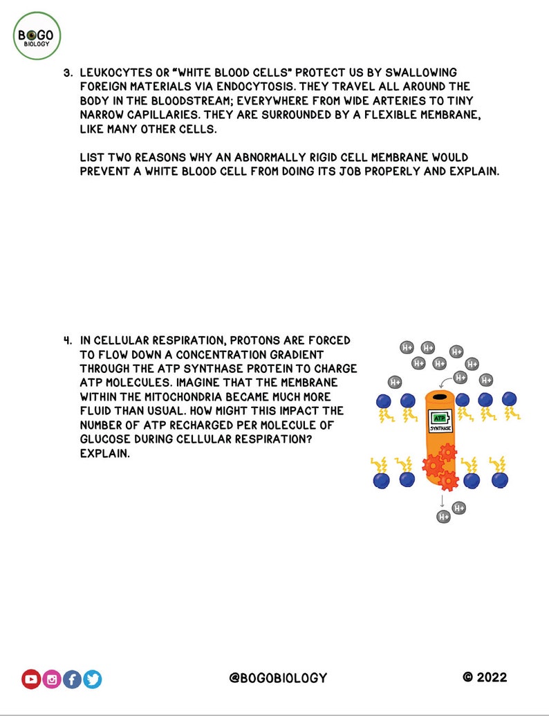 Cell Membrane Guided Notes Printable 13 pages image 4