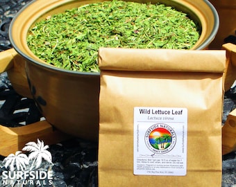 Wild Lettuce | Leaf | Lactuca Virosa | Fresh Harvest