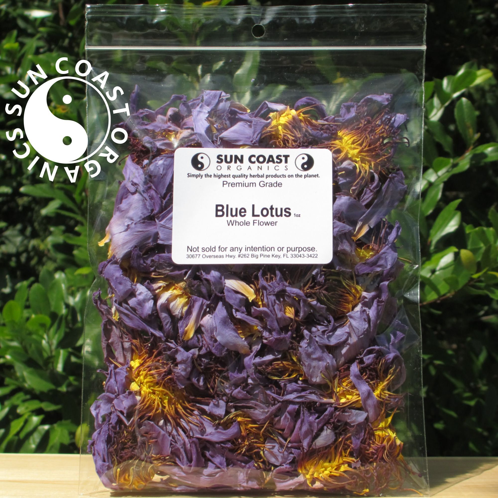 Blue Lotus Flowers Premium Nymphaea Caerulea Etsy