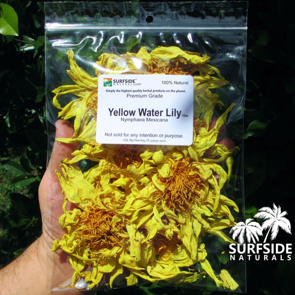 Yellow Lotus | Whole Flower | Nymphaea Mexicana