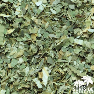 Sacred Lotus Leaf | Nelumbo Nucifera