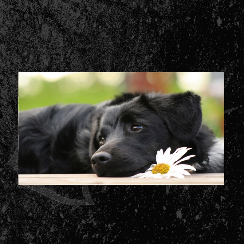 black lab license plate