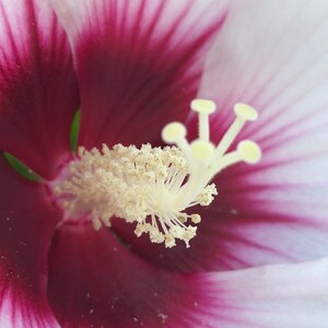 May include: Close-up of a white and purple hibiscus flower with a yellow centre. The flower has a delicate, layered texture and a vibrant colour contrast.