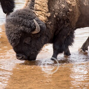 May include: A close-up of a brown and black bison drinking from a shallow stream of water. The bison's head is lowered into the water, and its fur is wet.