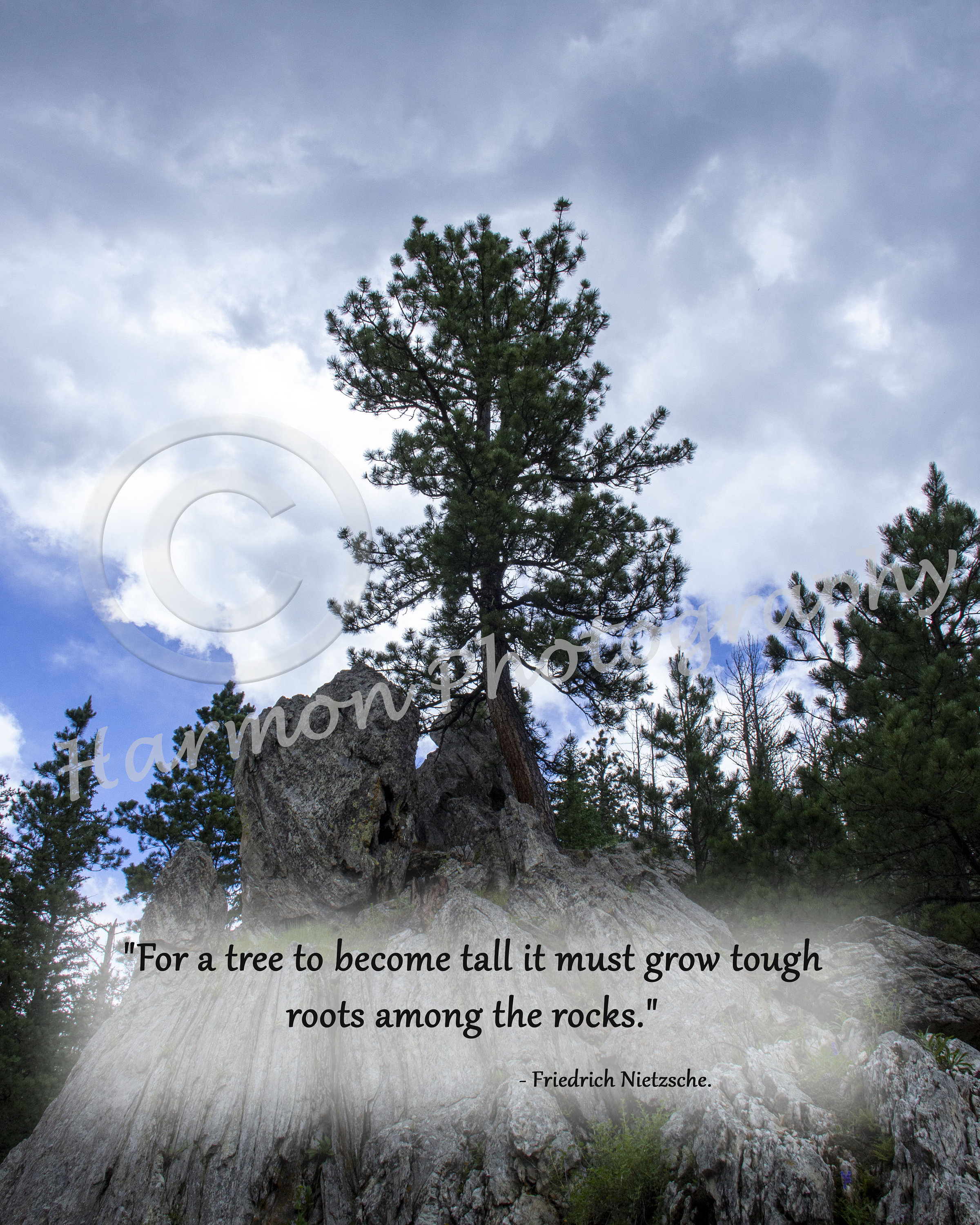 Tree Growing From a Rock With a Quote From Friedrich Nietzsche Digital  Download - Etsy, image size:2400x3000