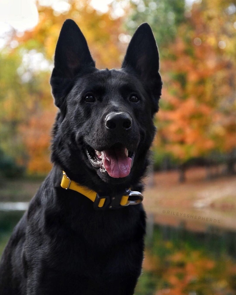 1 Biothane Cobra Buckle Collar Working Dog Collar Etsy