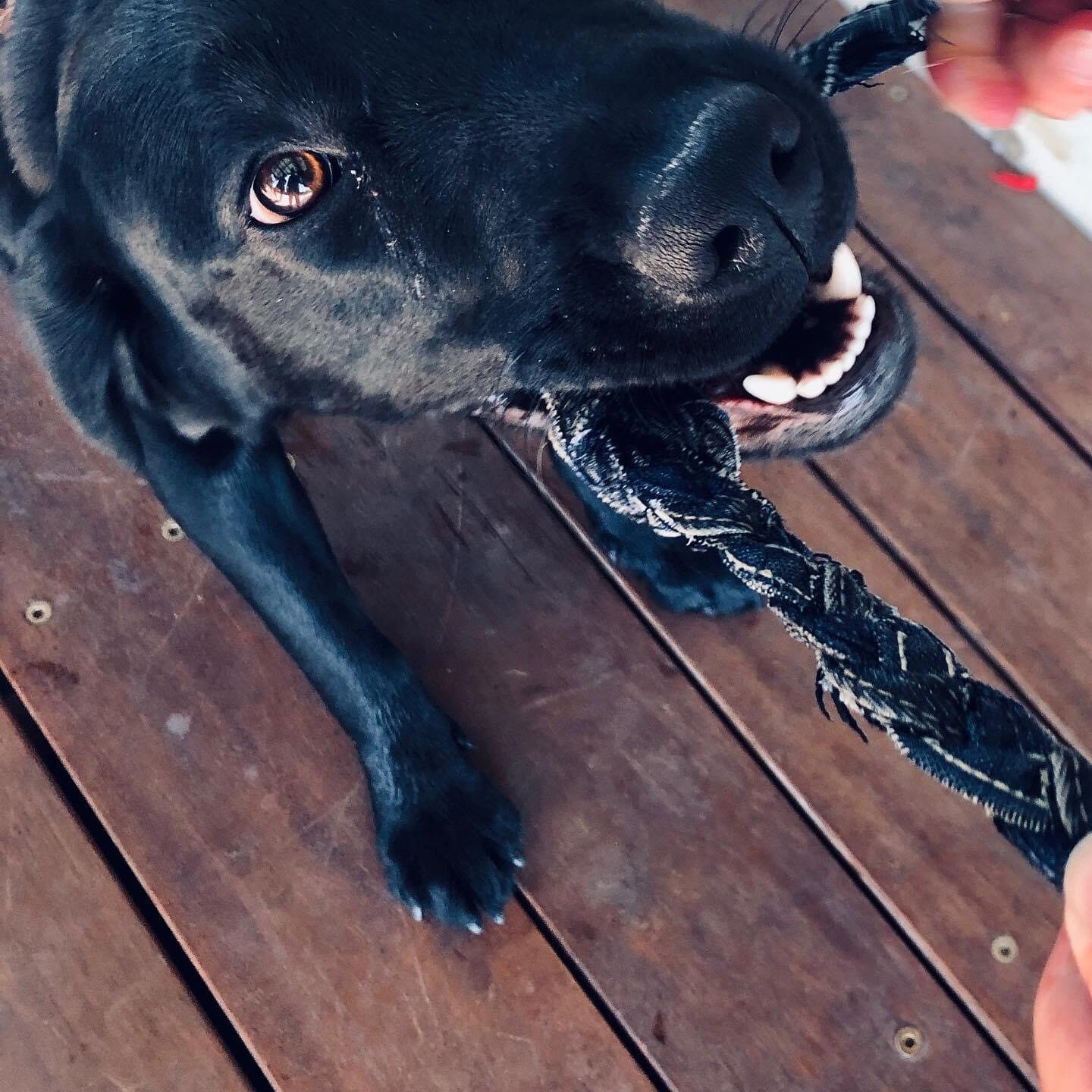 Best All Natural Dog Chews For Aggressive Chewers Wear Wag