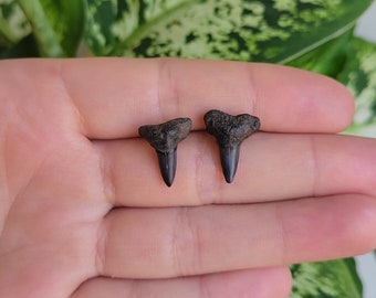 Fossil shark tooth stud earrings