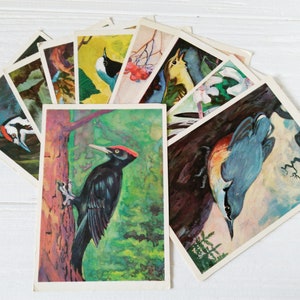 Lot de 9 cartes postales oiseaux - cartes postales vintage 1979 - Lot oiseaux éphémères Cadeaux de Noël pour grand-mère Cadeau d'anniversaire pour elle