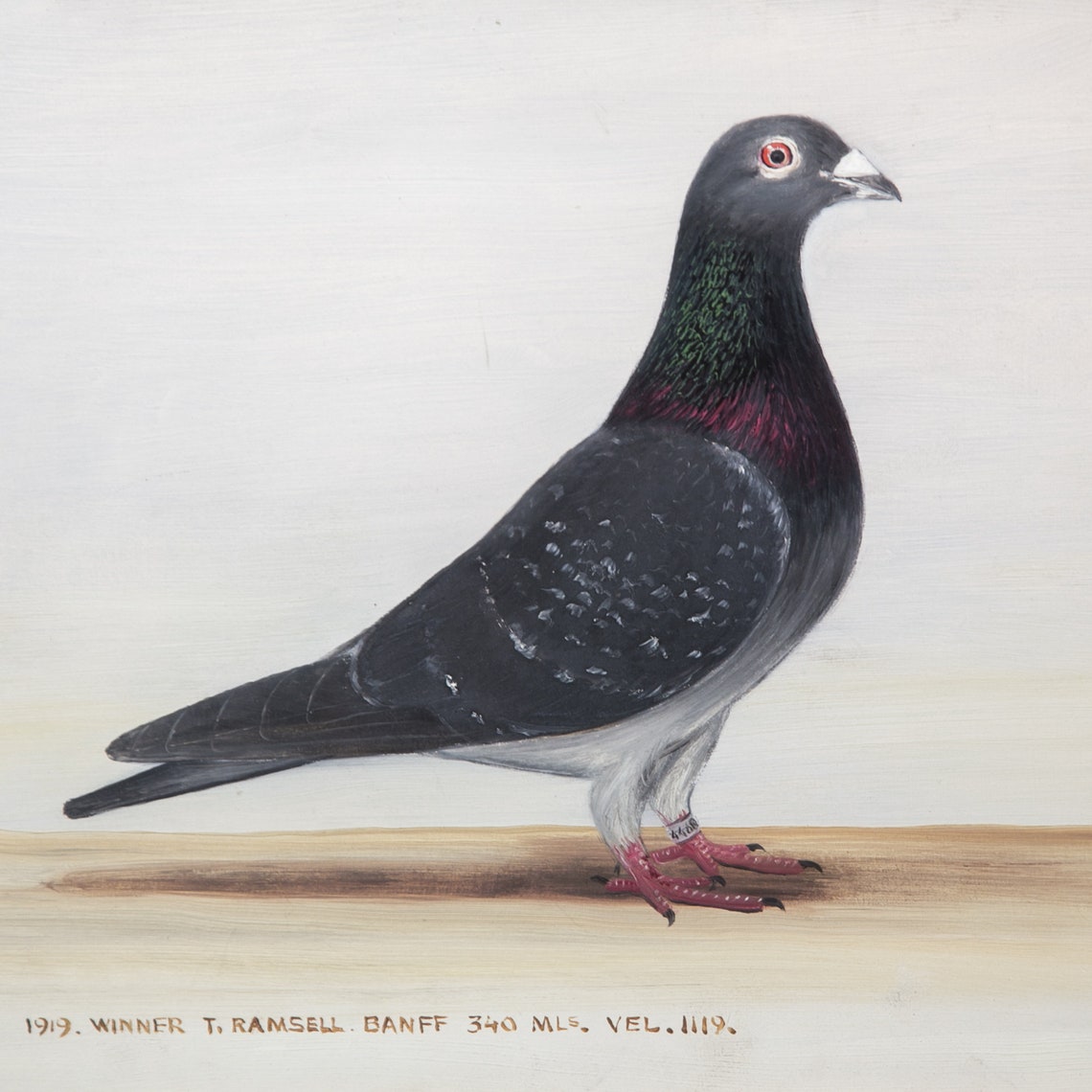 Racing Pigeon Banff Oil Painting dated 1925 by J. Browne Etsy