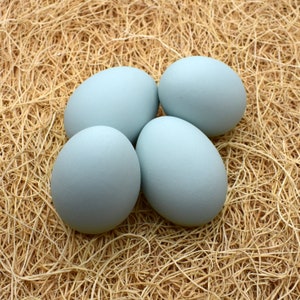 May include: Four light blue eggs are nestled in a bed of straw.