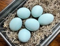 Decorative Ceramic Hen Nest Easter Eggs (Ameraucana blue) - 6 pack