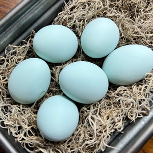May include: Six light blue eggs in a metal container lined with brown moss.