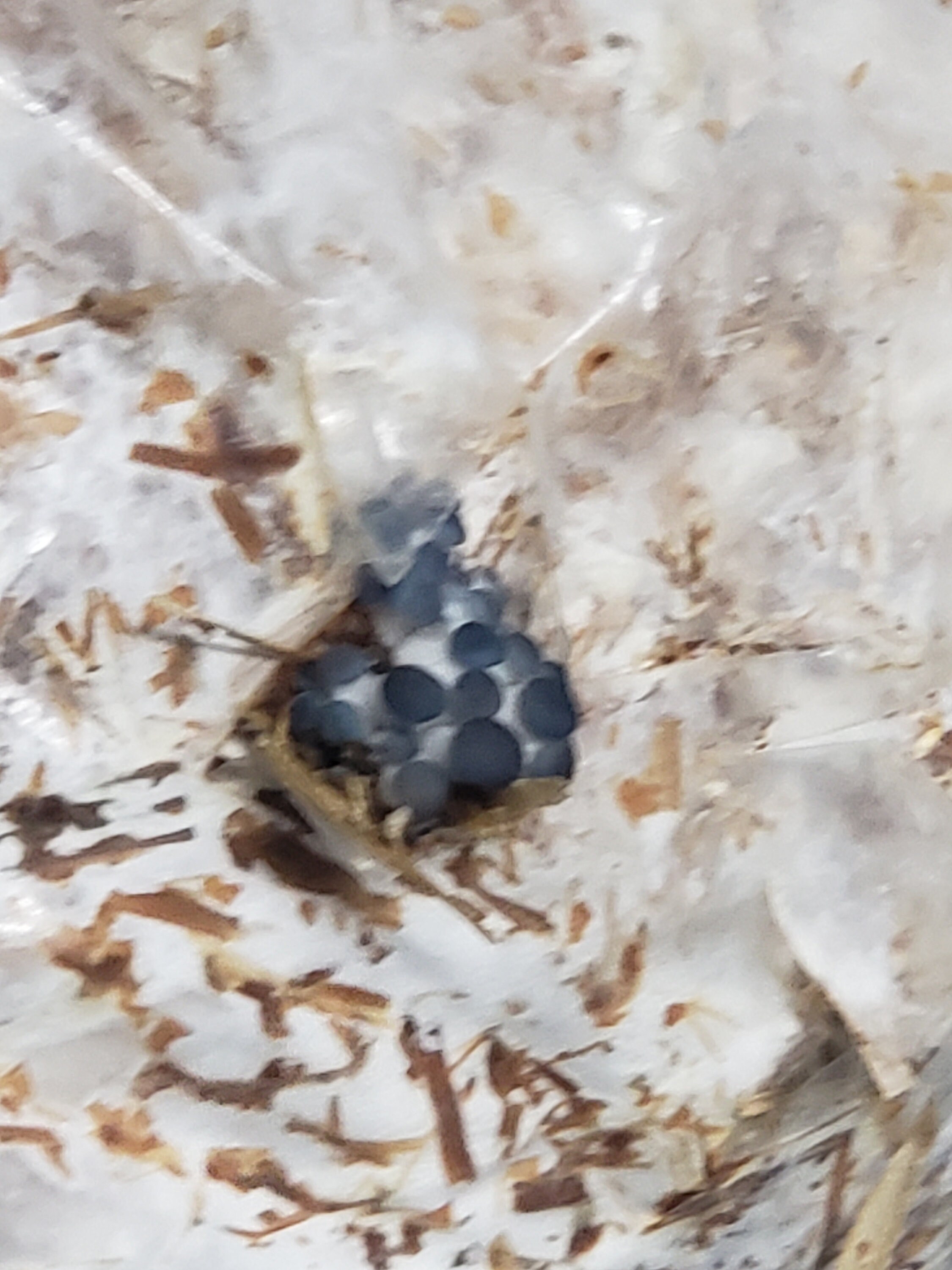 Blue oyster mushroom mycelium spawn Wheat berries 1 POUND Etsy