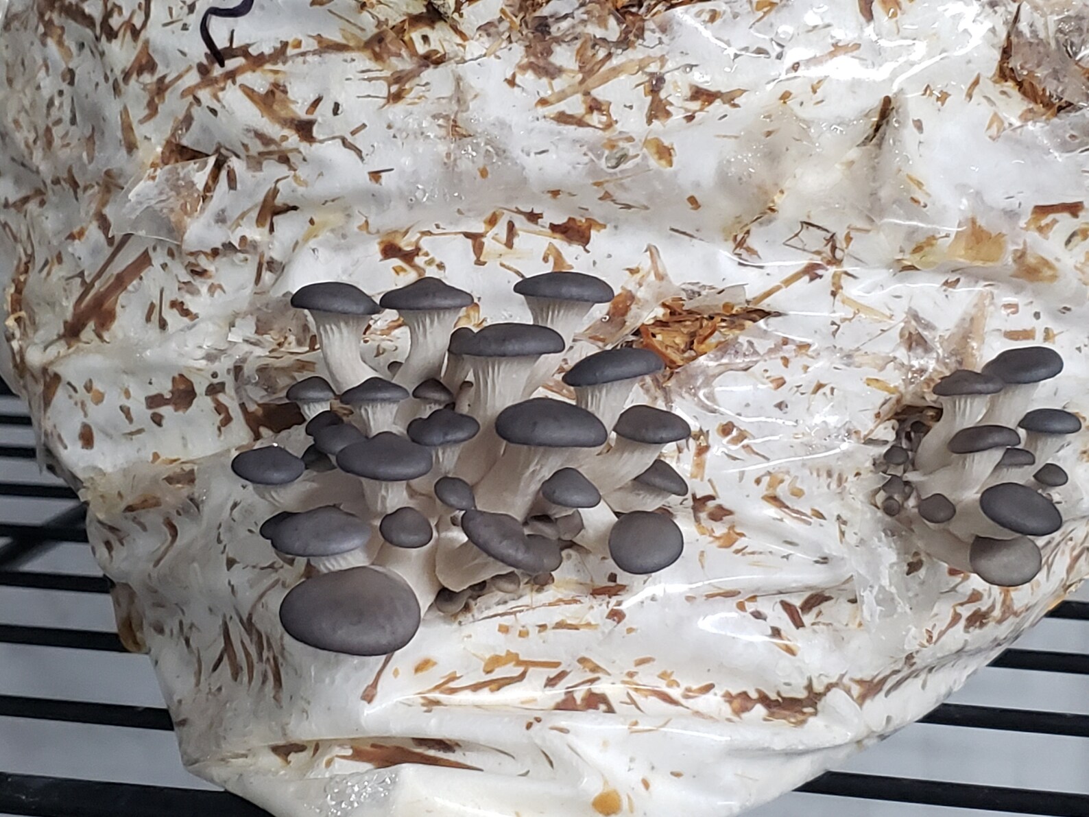 Blue oyster mushroom mycelium spawn Wheat berries 1 POUND Etsy