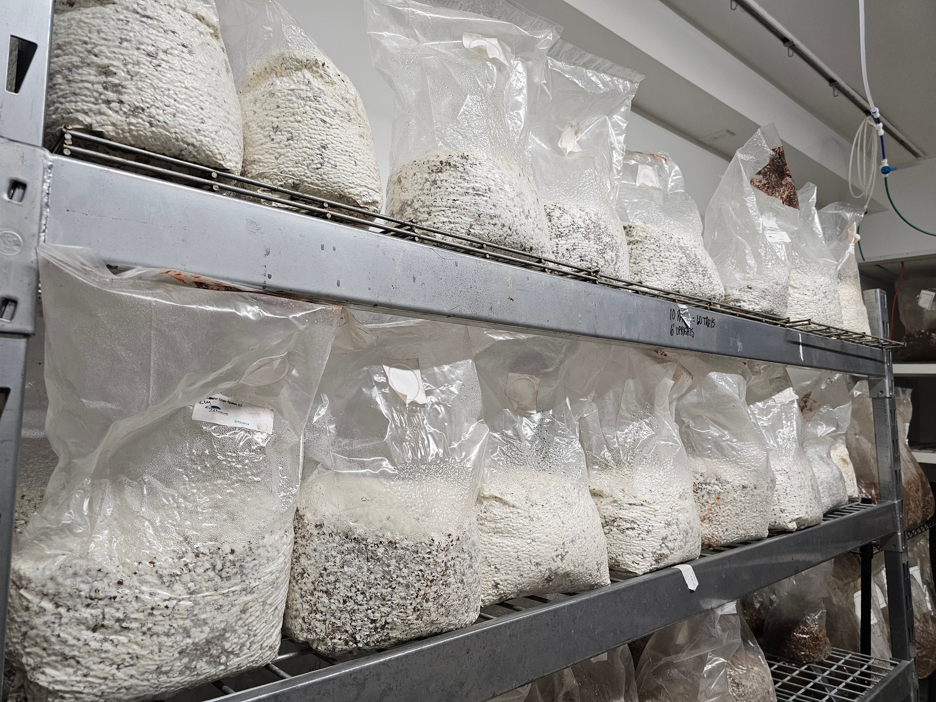 Generation 2 6LB Lion's Mane Mushroom Grain Spawn certified Organic