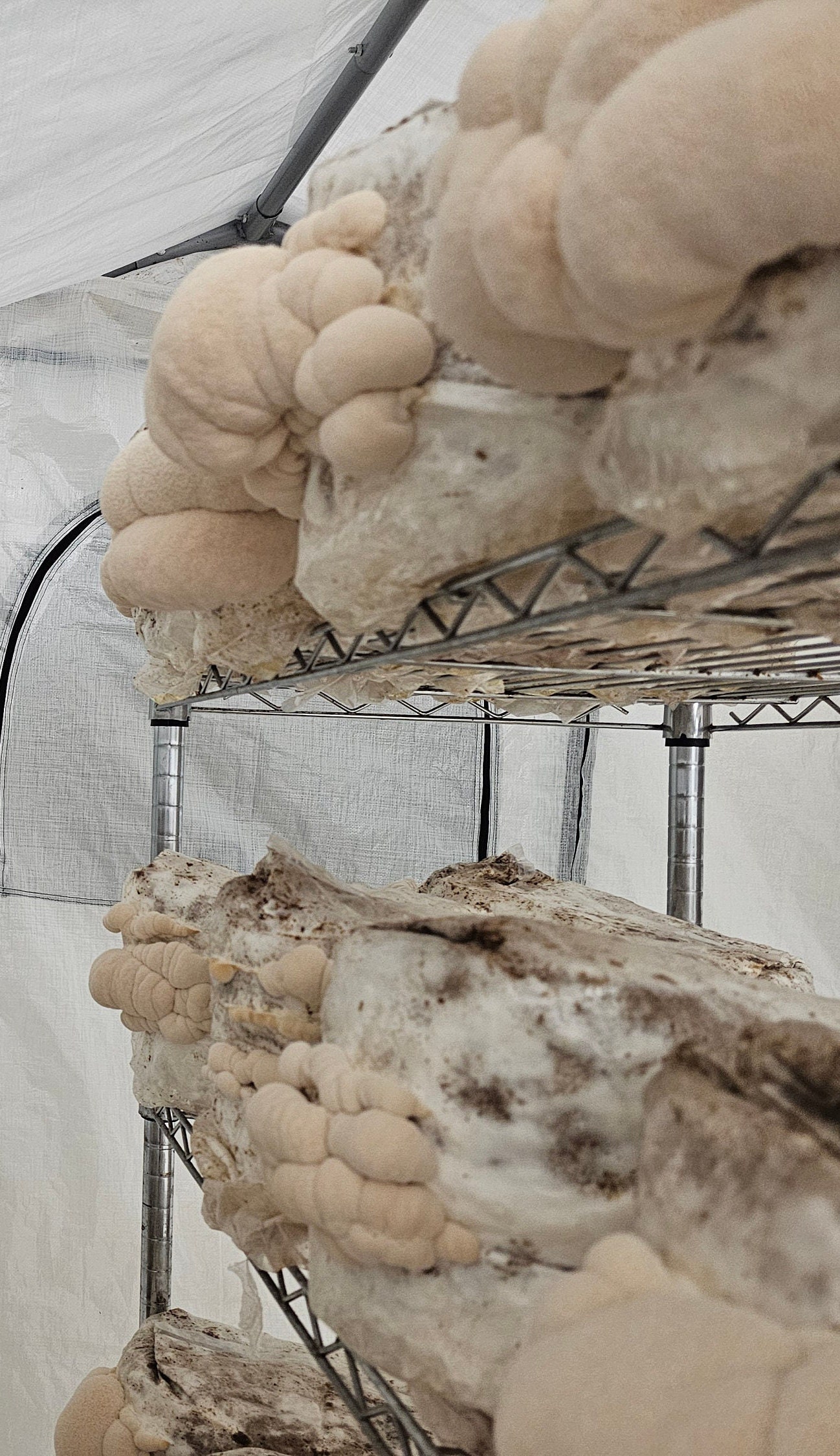 Generation 2 6LB Lion's Mane Mushroom Grain Spawn certified Organic