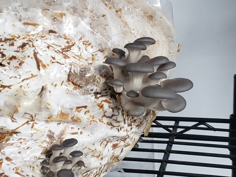 Blue oyster mushroom mycelium spawn Wheat berries 1 POUND Etsy