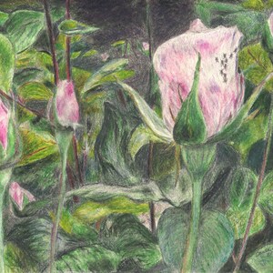 Spring Roses Digital Download