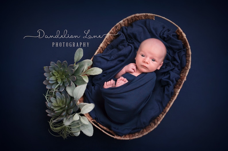 Newborn Digital Backdrop Succulents Blue Boy Photography | Etsy