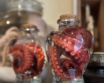 Red Octopus Tentacle Wet Specimen in Glass Heart Shaped Jar | Curiosity Cabinet Jar