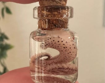 Miniature Octopus Tentacle Wet Specimen | Curiosity Cabinet Jar