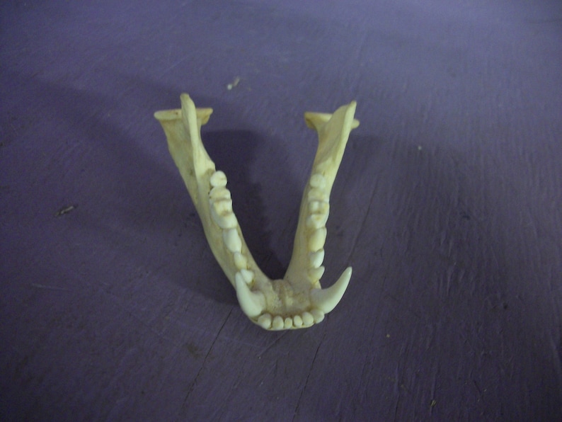 Real animal deformed raccoon jaw bone taxidermy coon head | Etsy