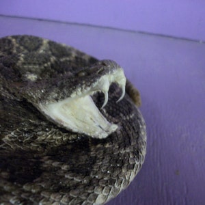 May include: Close-up of a rattlesnake with its mouth open, revealing fangs. The snake's scales are a mix of brown, gray, and black, with a textured pattern. The background is a solid purple color.
