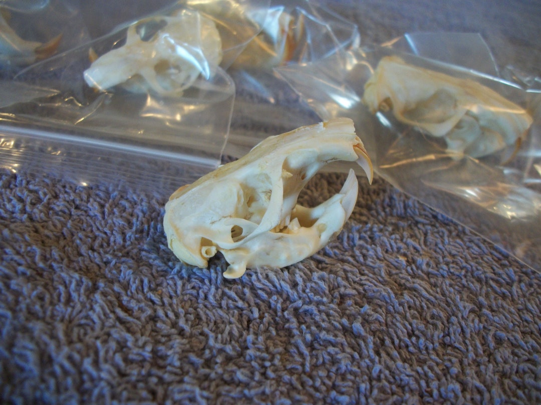 1 Real Animal Pocket Gopher Complete Skull Skeleton Bone Etsy
