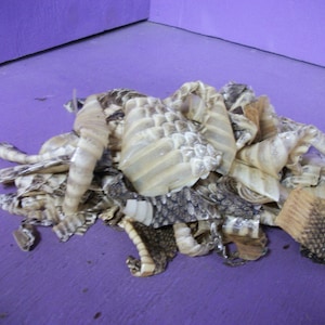 May include: A pile of shed snake skin, featuring a mix of tan, brown, and black patterns. The scales are visible, and the skins are curled and layered on a purple surface.
