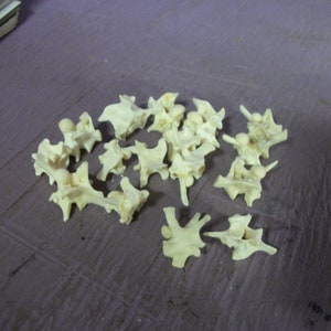 Real Animal 10 Large Python Snake Vertebra Bones Skeleton Taxidermy - Etsy