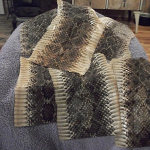 May include: Several pieces of snake skin with a natural pattern of brown, tan, and black scales. The skins are arranged on a blue surface, showcasing the texture and detail of the reptile's hide.