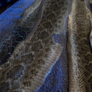 May include: Close-up of snake skin with a diamond pattern in shades of brown, tan, and gray. The skin is lying on a blue towel, showing the texture and pattern of the reptile.