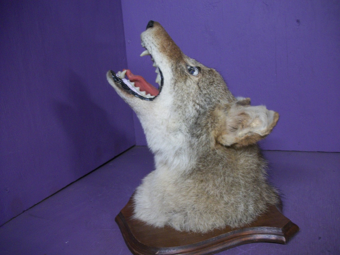 Real coyote stuffed taxidermy head mount animal skull bone Etsy