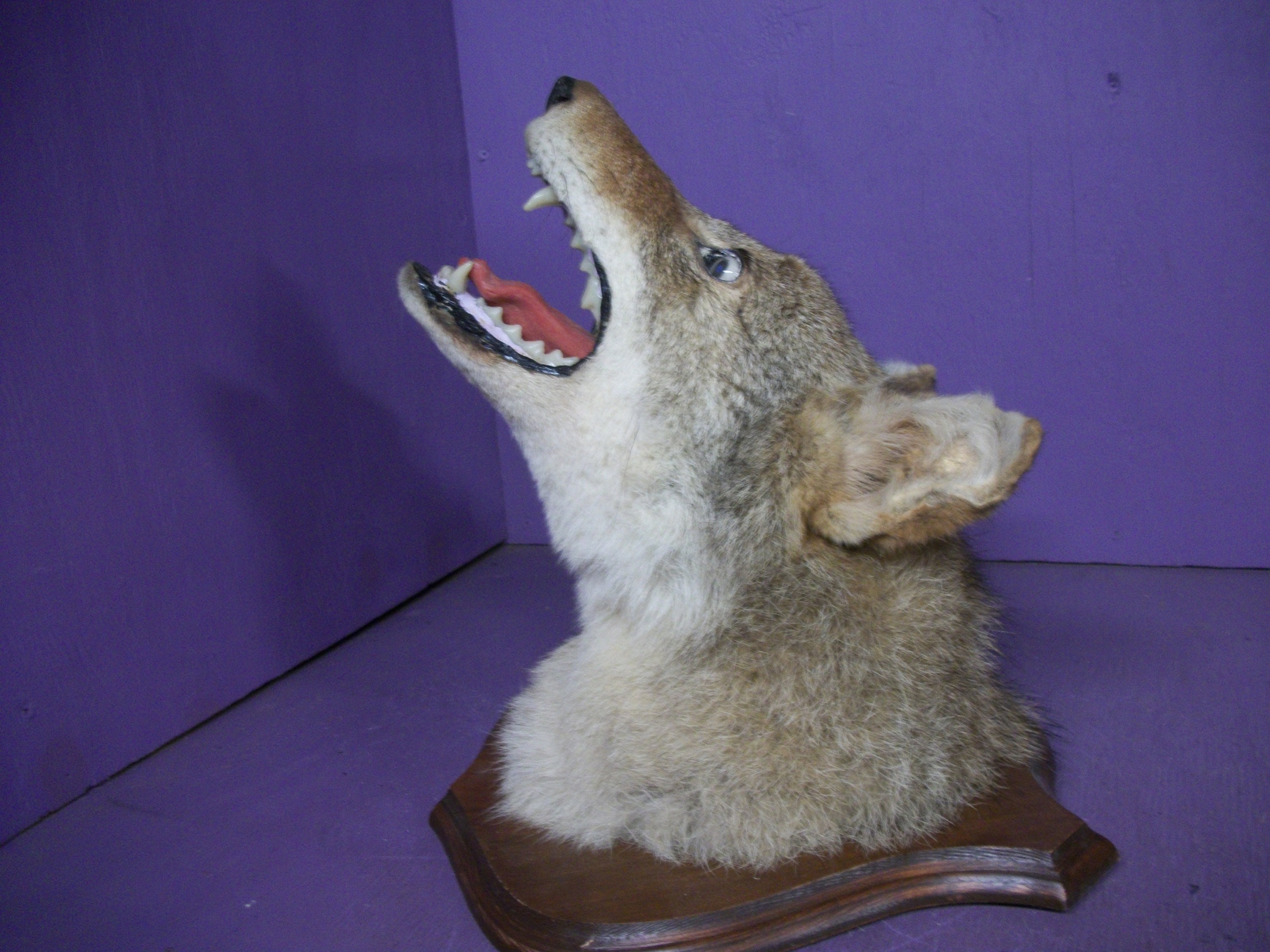 Home & Living real coyote stuffed taxidermy head mount animal skull bone head decor art craft