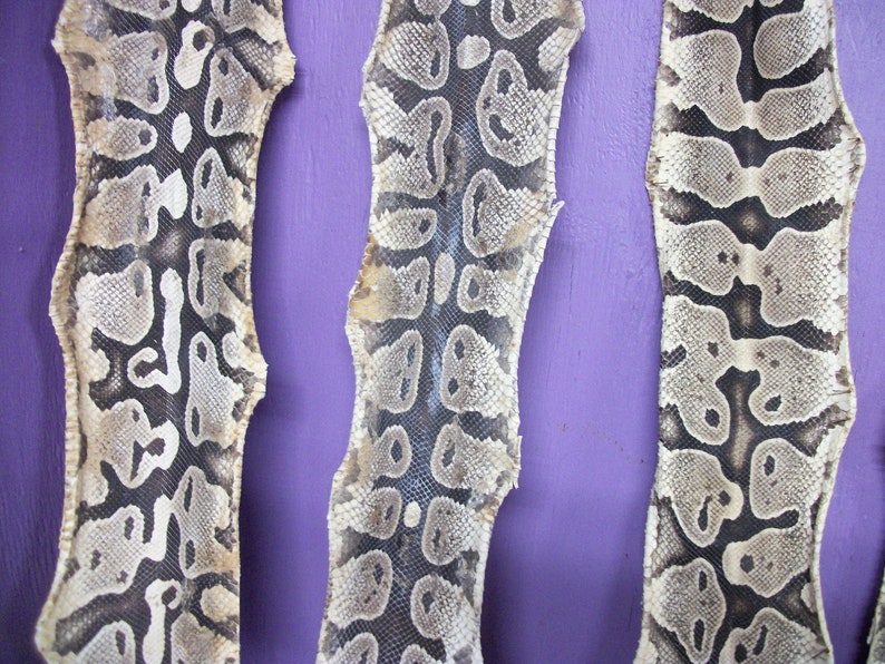snake hides large