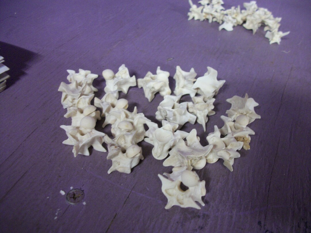Real Animal 10 Very Large Python Snake Vertebra Bones Skeleton ...