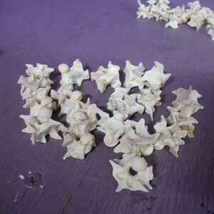 May include: A collection of off-white, bone-like vertebrae scattered on a purple surface. The vertebrae are intricately shaped, with a central hole and various protrusions. Some are clustered, while others are in a line.