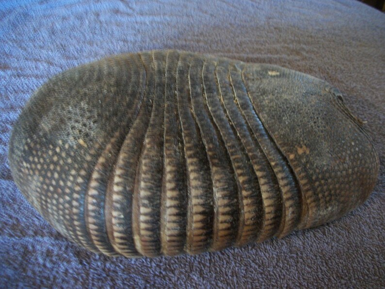 1 Real animal preserved armadillo shell Etsy