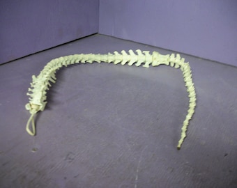 Real Animal Vertebrae Deer Bones Spine Backbone Craft Art Taxidermy Anatomy