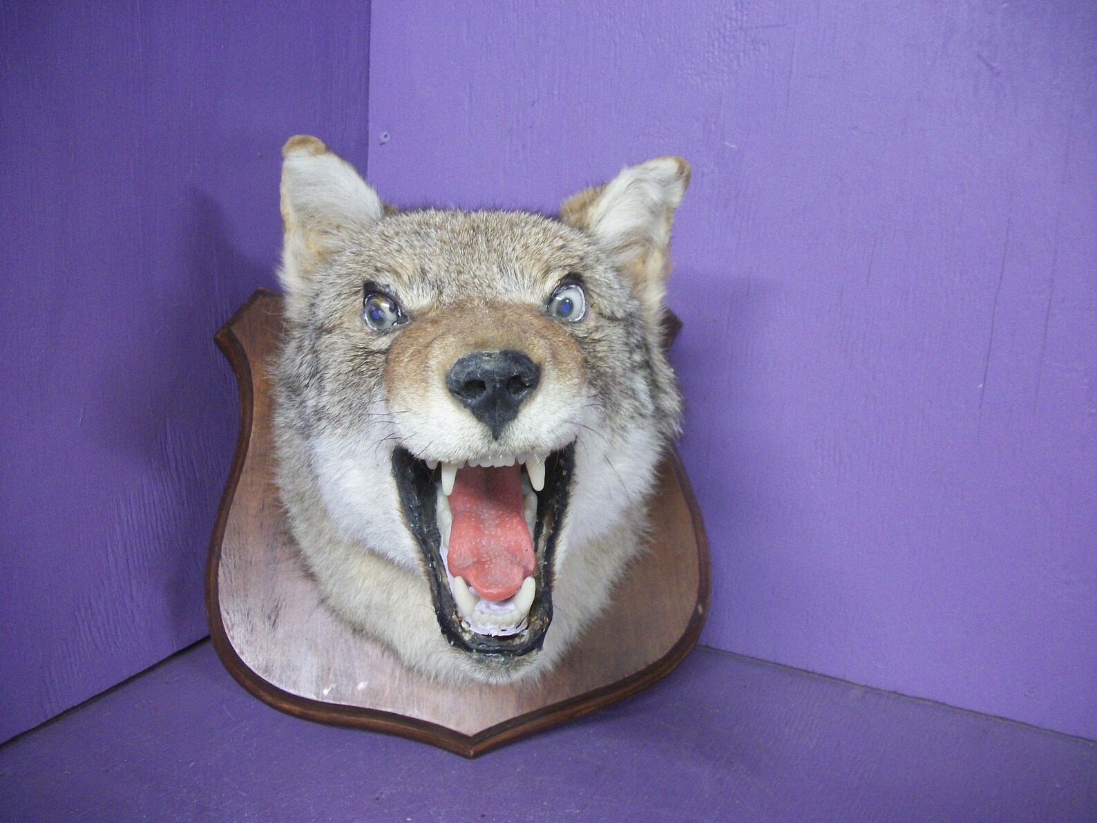 Real coyote stuffed taxidermy head mount animal skull bone Etsy