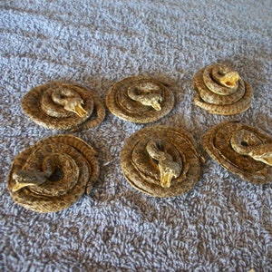 May include: Six coiled snake figurines with open mouths, showcasing detailed scales and a naturalistic color palette of browns and tans. The snake heads are prominently displayed, creating a striking visual.