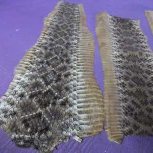 May include: Close-up of several pieces of snake skin, showcasing a natural pattern of brown, tan, and black scales. The skins are arranged on a purple surface, highlighting their texture and detail. The skins appear to be from a reptile.