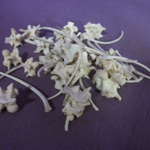 May include: A collection of small, off-white animal vertebrae and ribs, scattered on a purple surface. The bones have a natural, weathered appearance, with curved and irregular shapes. The image suggests a natural history or anatomical theme.